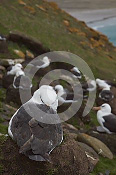 Black-browed Albatross in the Falkland Islands