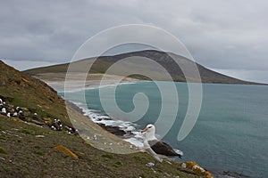 Black-browed Albatross in the Falkland Islands