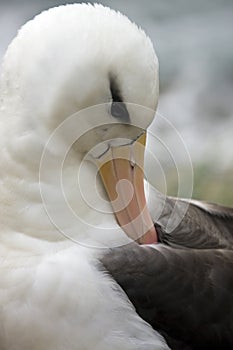 Black-browed Albatross - Falklands Islands photo