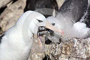 Black-browed albatross feeding a young bird, Falkland Islands