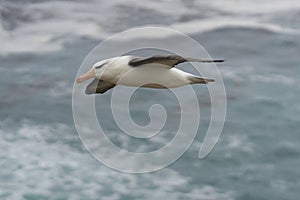 Black-browed Albatross in flight