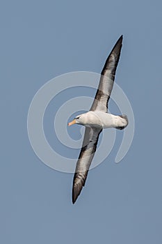 Black browed Albatross in flight