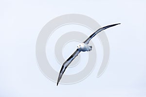 Black-Browed Albatross flying in the air with streched wings, seabird gliding with large wingspan foraging in Drake passage,