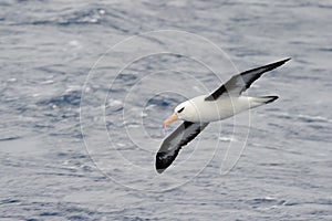 Black-browed Albatross photo