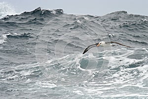 Black-browed Albatross