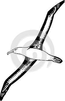 Black Browed Albatross Illustration