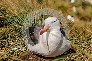 Black-Browed Albatross on its Nest