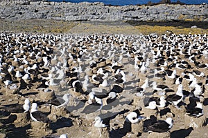 Black-browed Albatross nesting area photo