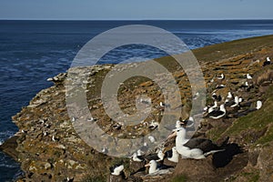 Black-browed Albatross nesting on Saunders Island