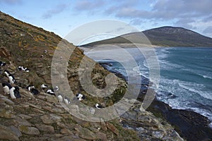 Black-browed Albatross on Saunders Island in the Falkland Islands.