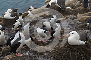 Black-browed Albatross on Saunders Island in the Falkland Islands photo