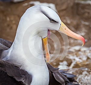 Black-browed albatross screams to scare away intruders.CR2