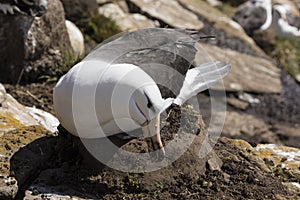 Black-browed Albatross sits on his nest and grabs dirt with his beak to reinforce the nest on Saunders Island, Falkland Islands