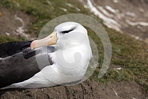 Black-browed Albatross sits on his nest on Saunders Island, Falkland Islands