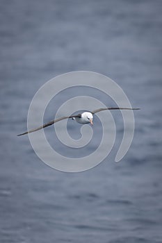 Black-browed albatross soars over calm blue ocean