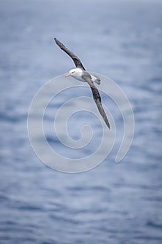 Black-browed albatross soars over calm blue sea