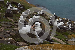 Black-browed Albatross in the Falkland Islands