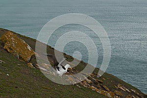 Black-browed Albatross on Saunders Island in the Falkland Islands