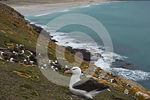 Black-browed Albatross in the Falkland Islands