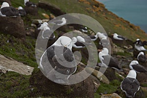 Black-browed Albatross in the Falkland Islands