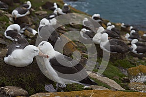 Black-browed Albatross in the Falkland Islands