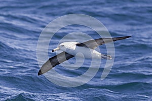 Black browed Albatross