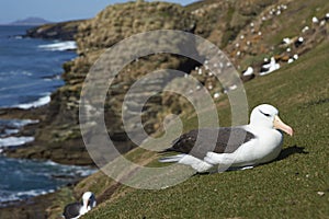 Black-browed Albatross Thalassarche melanophrys