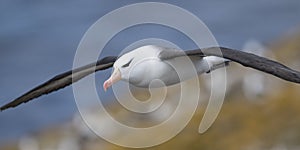 Black-browed Albatross on the Wing photo