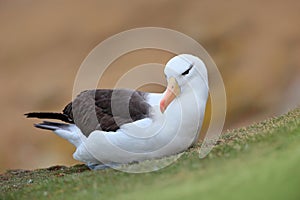 Black-browed albratross. Albatross sitting on the cliff. Albatross with green grass. Albatross from Falkland Island. Sea bird alba