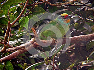 Black-browed Barbet, Megalaima oorti, perched in tree