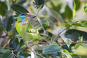 Black-Browed Barbet photo