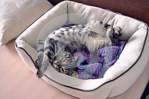 Black browm charchoal bengal cat in the bed