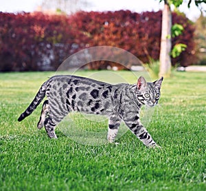 Black browm charchoal bengal cat in the garden