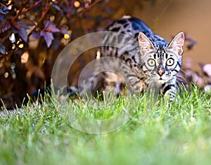 Black browm charchoal bengal cat in nature photo