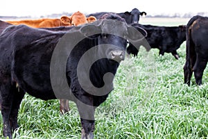 Black and brown Angus cattle on a farm/ranch