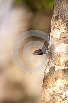 Black Brown anole lizard Anolis sagrei