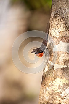 Black Brown anole lizard Anolis sagrei