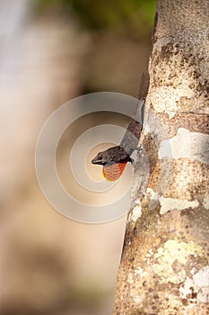 Black Brown anole lizard Anolis sagrei