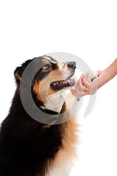 Black and Brown Australian Shepard