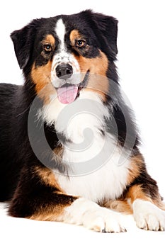 Black and Brown Australian Shepard