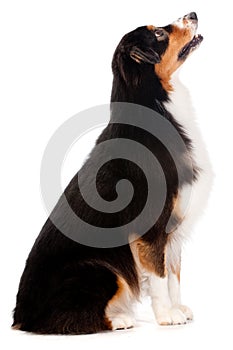 Black and Brown Australian Shepard