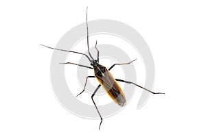 Black brown bug on a white background