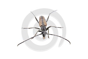 Black brown bug on a white background