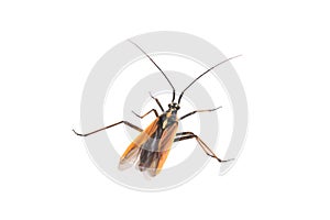 Black brown bug on a white background