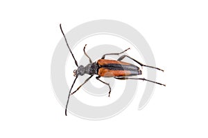 Black brown bug on a white background