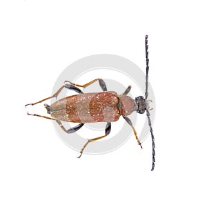 Black brown bug on a white background