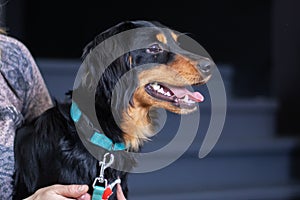 A black and brown Canidae dog with a blue collar is held by a person