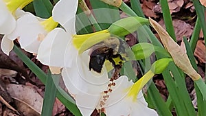 A black and brown carpenter bee on a white and yellow daffodils with lush green stems at Atlanta Botanical Gardens in Gainesville