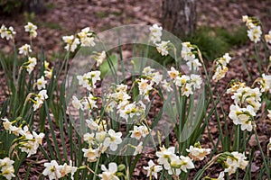 A black and brown carpenter bee on a white and yellow daffodils with lush green stems at Atlanta Botanical Gardens in Gainesville