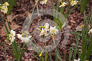 A black and brown carpenter bee on a white and yellow daffodils with lush green stems at Atlanta Botanical Gardens in Gainesville